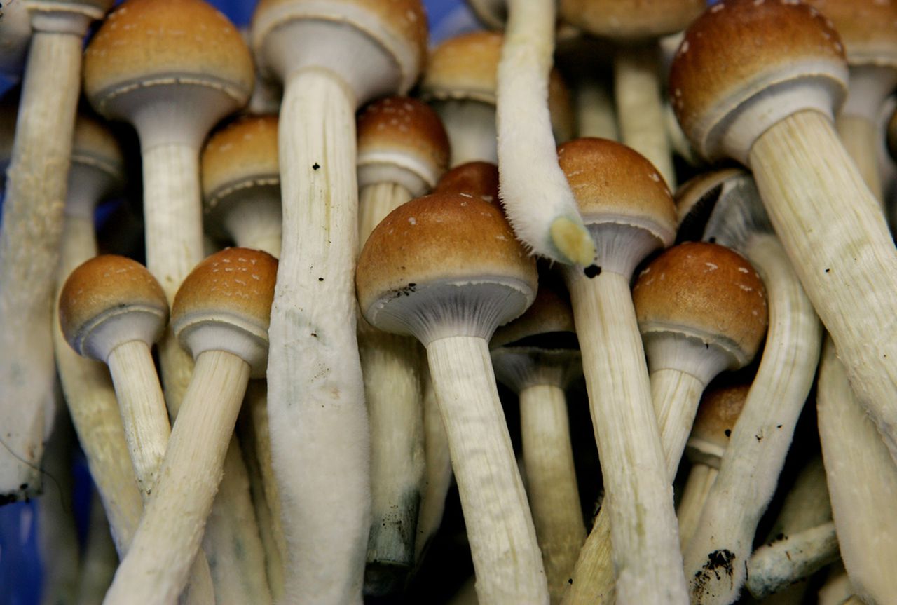 Things to know about magic mushrooms