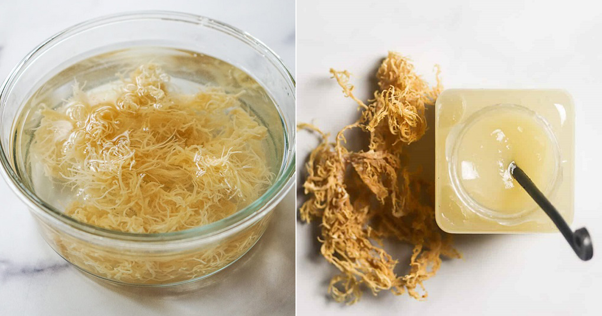 Is Organic and natural Sea Moss An Excellent Attractiveness Secret formula Just For This Year?