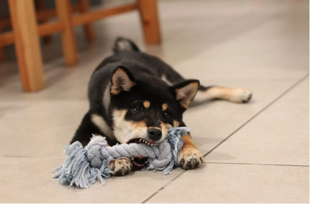 Best Chooses: Best at Home Puppy Blow Dryers for Fluffy Pampering