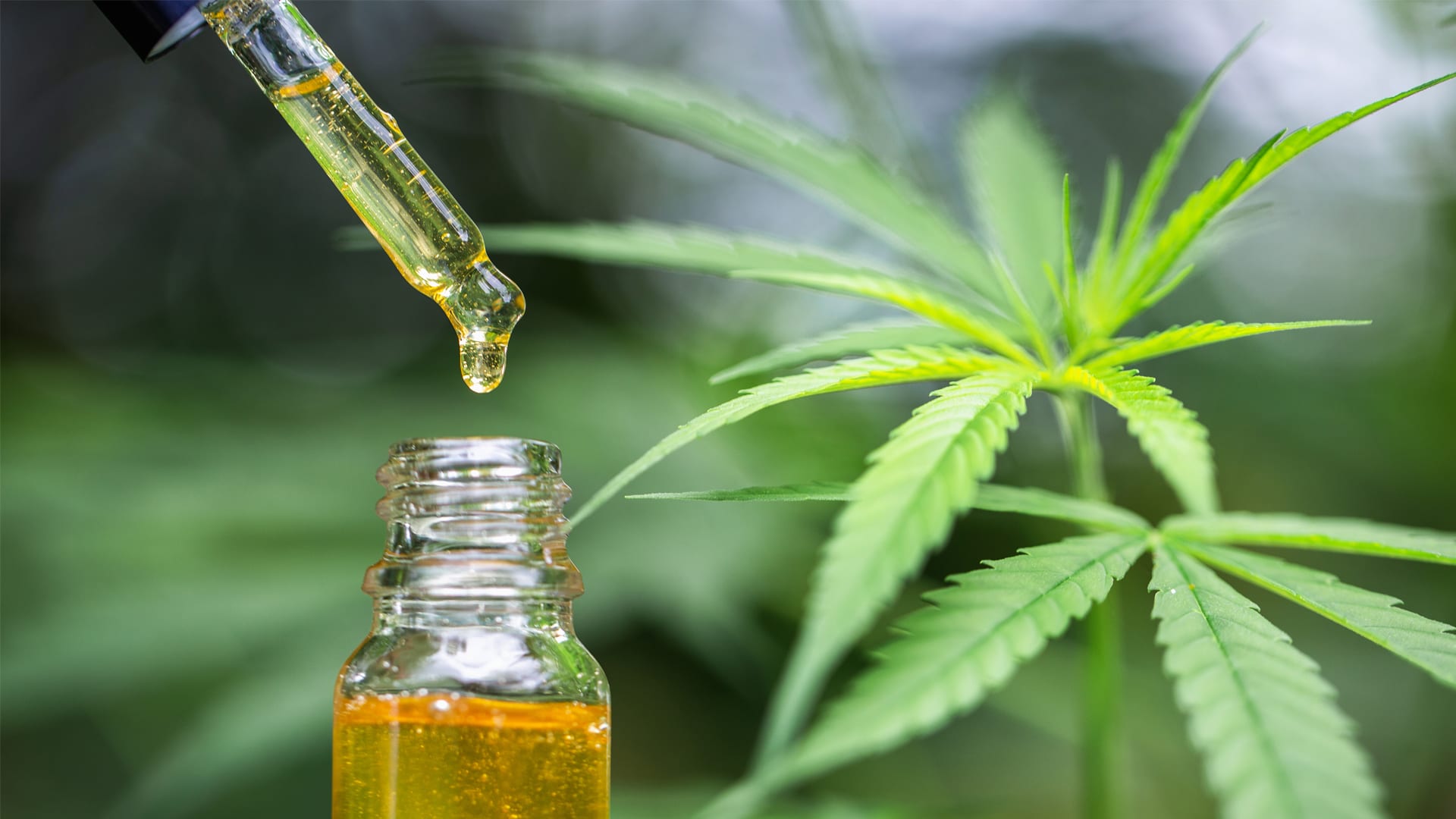 How Exactly Does our bodies Process CBD oil?